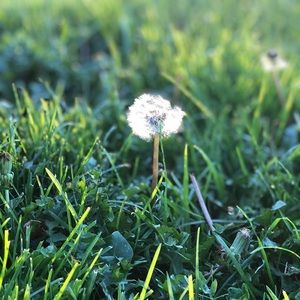 Meet your Posher, Rosalind